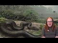 vasuki indicus the biggest snake ever discovered