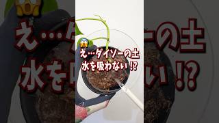 え…？ ダイソーの土は水を吸わない！？ #ダイソー #百均 #くまパン園芸 #観葉植物