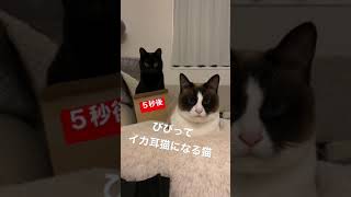 イカ耳好き集合‼︎ ５秒後ビビってイカ耳猫になるうちの猫を見てくれ#Shorts