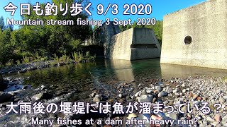 今日も釣り歩く(9/3 2020)  大雨後の堰堤には魚が溜まっている？ (Mountain stream fishing 3 Sept. 2020)