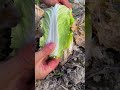 harvesting fresh cabbage in winter process 🥬