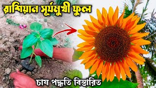 সূর্যমুখী ফুল চাষ পদ্ধতি ও পরিচর্যা | How to Grow Sunflower from Seed to Harvest