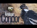 andean condor #andesmountains #peru