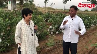 शेतकऱ्याने माळरानावर फुलविली थायलंड संशोधित पेरूची बाग | Nashik | Chandwad | Guava | Farmer