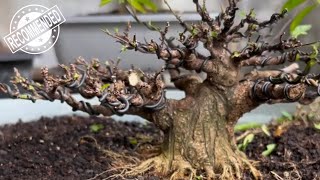 🔴Yang lagi cari bonsai mame small disini tempatnya🤩🤩🤩 Bersama Mr. Ria Rizal