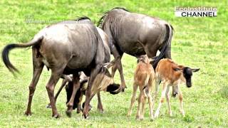 Wildebeest Connochaetes Taurinus 牛羚