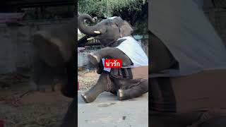 ชุดนี้เจ้าได้แต่ใดมา😂🤣 #ช้างน้อยน่ารัก #babyelephant