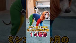 おっさんが作る犬服 14着目:イタグレのド派手ロンパース #shorts #イタグレ #イタグレ服