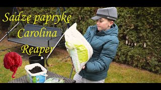 Sadzimy paprykę Carolina Reaper - najostrzejszą paprykę świata!