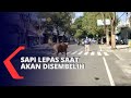 Sapi Lepas ke Jalan Raya Saat Akan Disembelih, Warga Panik dan Ketakutan