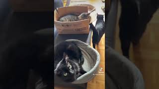 Funny Cat Videos Volume 13