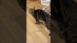 腹ペコ猫の朝ごはん要求ルーティン🐾Hungry cat's breakfast request routine🐾