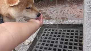 柴犬の散歩　水分補給