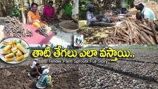 తాటి తేగలు ఫుల్‌స్టోరీ | Tegalu | Tegalu Food | Tati Tegalu | Palmyra Sprout | Tender Palm Shoots