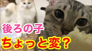 【猫の変なクセ？】こういうとこ可愛いんですw     a strange habit of a cat