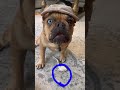 tap to circle funny mischief cute dog trending viral tiktok shorts shortfeed feedfunny