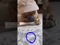 tap to circle funny mischief cute dog trending viral tiktok shorts shortfeed feedfunny