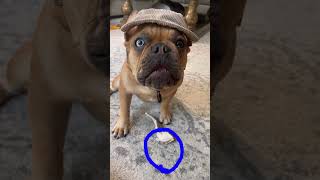 Tap to circle  #Funny #Mischief #Cute #Dog #Trending #Viral #TikTok #Shorts#Shortfeed #FeedFunny