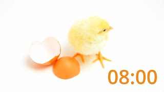 8-Minute Timer for Easter Entertainment