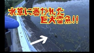 重すぎて上がらねえ!!水草だらけの野池で巨大雷魚捕獲成功!!これが必殺YATAROU手たぐりだ！snakehead fishing