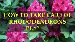 HOW TO TAKE CARE OF RHODODENDRONS PLANTS