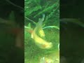 Rare Guppies | Exotic Endlers | NICE POECI