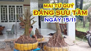 ANH TÚ 📲 O392O51739 ĐÁNG SƯU TẦM - MAI TỨ QUÝ DÁNG ĐẸP GIAO LƯU NGÀY 15/11 