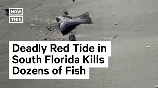 Southwest Florida Plagued by Deadly Red Tide