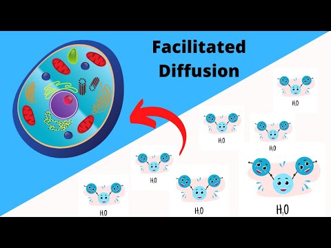 What happens when water moves into a cell?
