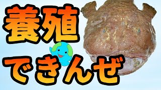 アンコウを養殖できない理由がこちら【解説】