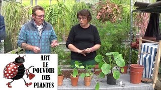 Conseils jardinage Pilea peperomioides Culture et division Plante verte