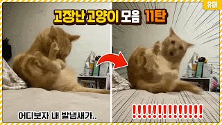 고장난 고양이 모음 11탄