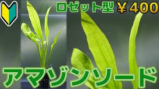 【水草紹介】歯形を付けよう。アマゾンソード【ふぶきテトラ】