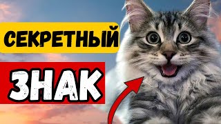 Как Кошки Пытаются Скрыть Свою Любовь к Вам! 10 признаков