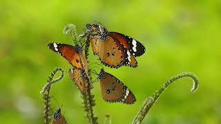 butterfly birth scene