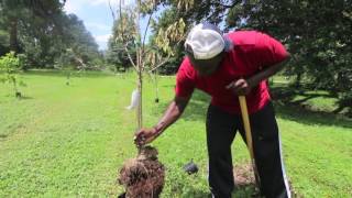 Dying Peach Tree What S Wrong
