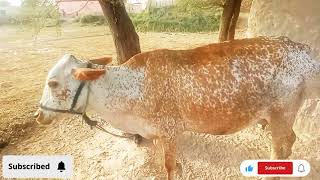 so beautiful cholistani cow ||بہت پیارے خوبصورت چولستانی گائے#cholistani cow#animalcow#Hianimalvlog