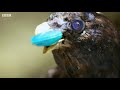 sneaky jewel thief birds spy in the wild bbc earth