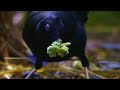 Sneaky Jewel-Thief Birds | Spy In The Wild | BBC Earth