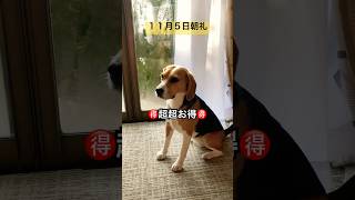 １１月５日の朝礼に参加するビーグル犬#犬#dog