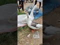 கூஸ் வாத்து goose vaathu duck pets vlog village tamilnadu like