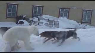 Mãe Urso Polar Defende Filhotes De Ataque De Cães