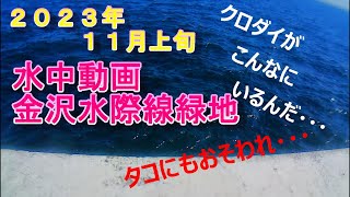 【水中動画金沢水際線緑地】11月上旬　クロダイがこんなに・・・タコにおそわれる・・・