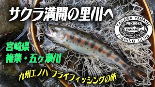 2021年3月下旬 解禁第2弾！　サクラ満開の宮崎県椎葉・五ヶ瀬川の里川へ