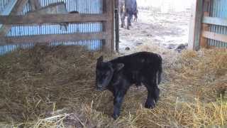 Twin Calves