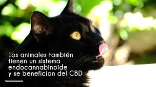 Jalea Real CBD Mascotas | CANNADICINA.COM