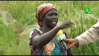 AYEKOO: Rice production and development in Ghana