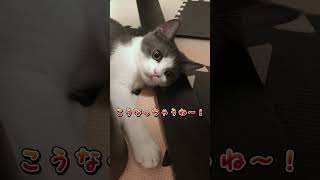 【FIP・猫伝染性腹膜炎】”MUTIAN”【未認可薬】の副作用中！？【#fip#猫伝染性腹膜炎#腹水#黄疸#食欲不振#臓器圧迫#mutian#未認可薬#まりも#生後３ヶ月#子猫#catshorts】