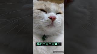 ゴロゴロ音を出す猫！！　#猫 　#ねこのいる生活 　#ねこ動画