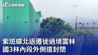 紫斑蝶北返遷徙過境雲林 國3林內段外側道封閉 ｜20240326 公視晚間新聞